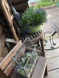 IMG_7736.jpeg