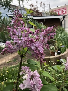 IMG_7737.jpeg