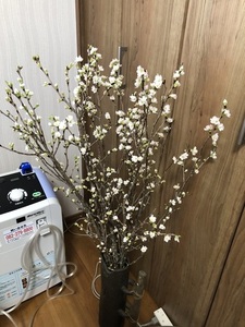 IMG_8668.jpeg