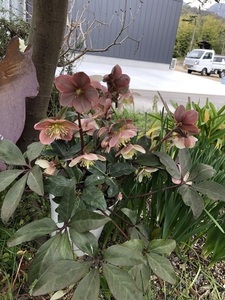 IMG_8766.jpeg
