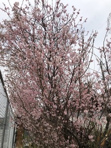 IMG_8787.jpeg