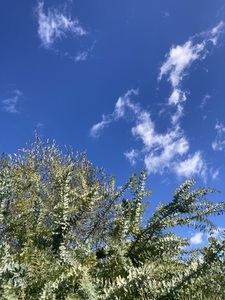 IMG_9518.jpeg